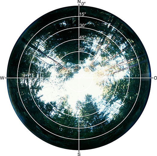 Referenzpunkt Wald B, Fisheye Foto