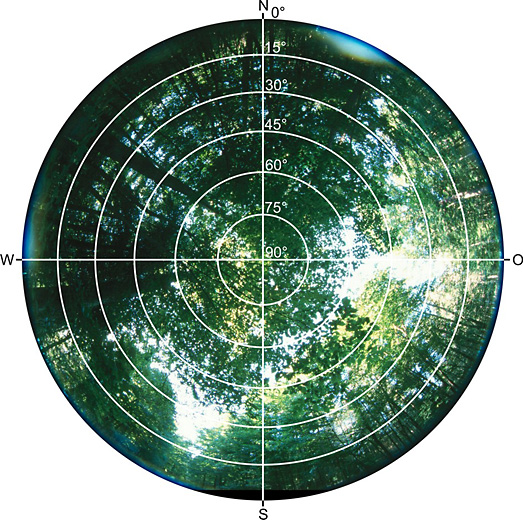 Referenzpunkt Wald C, Fisheye Foto